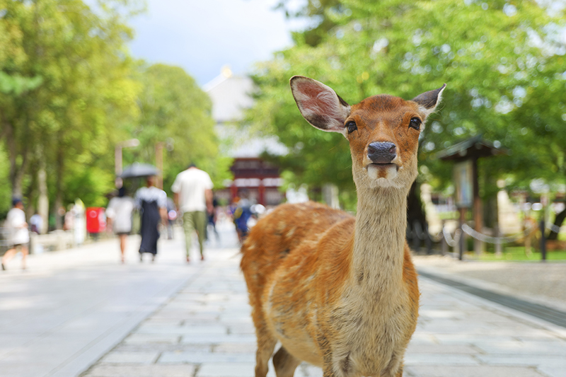 What you should know about deer in Nara
