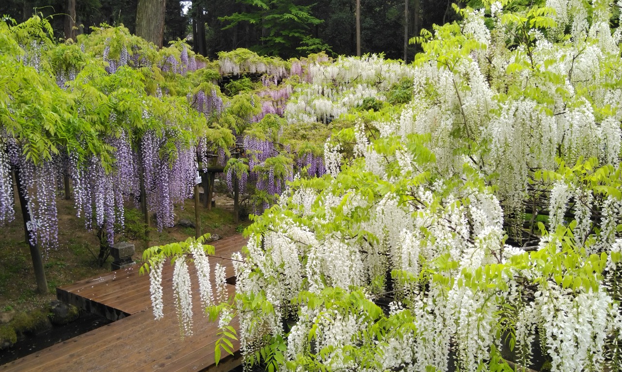 KasugaTaisha Shrine, The Man’yo Botanical Garden