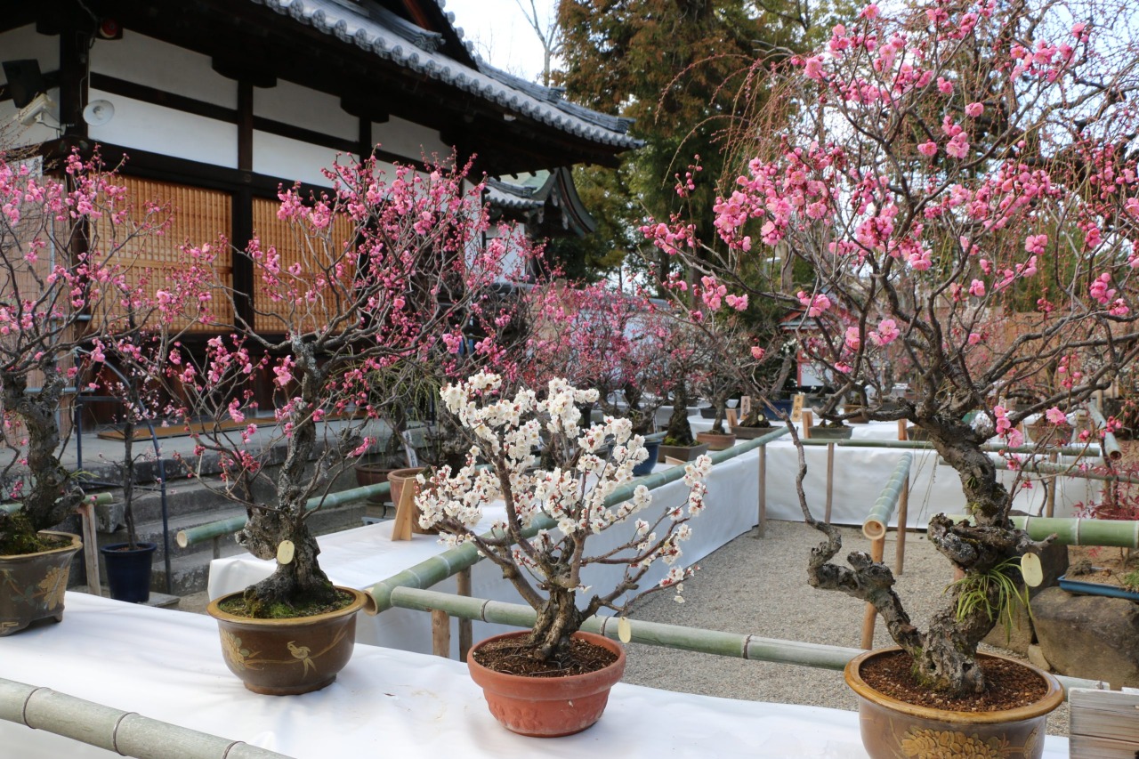 盆梅展/菅原天満宮