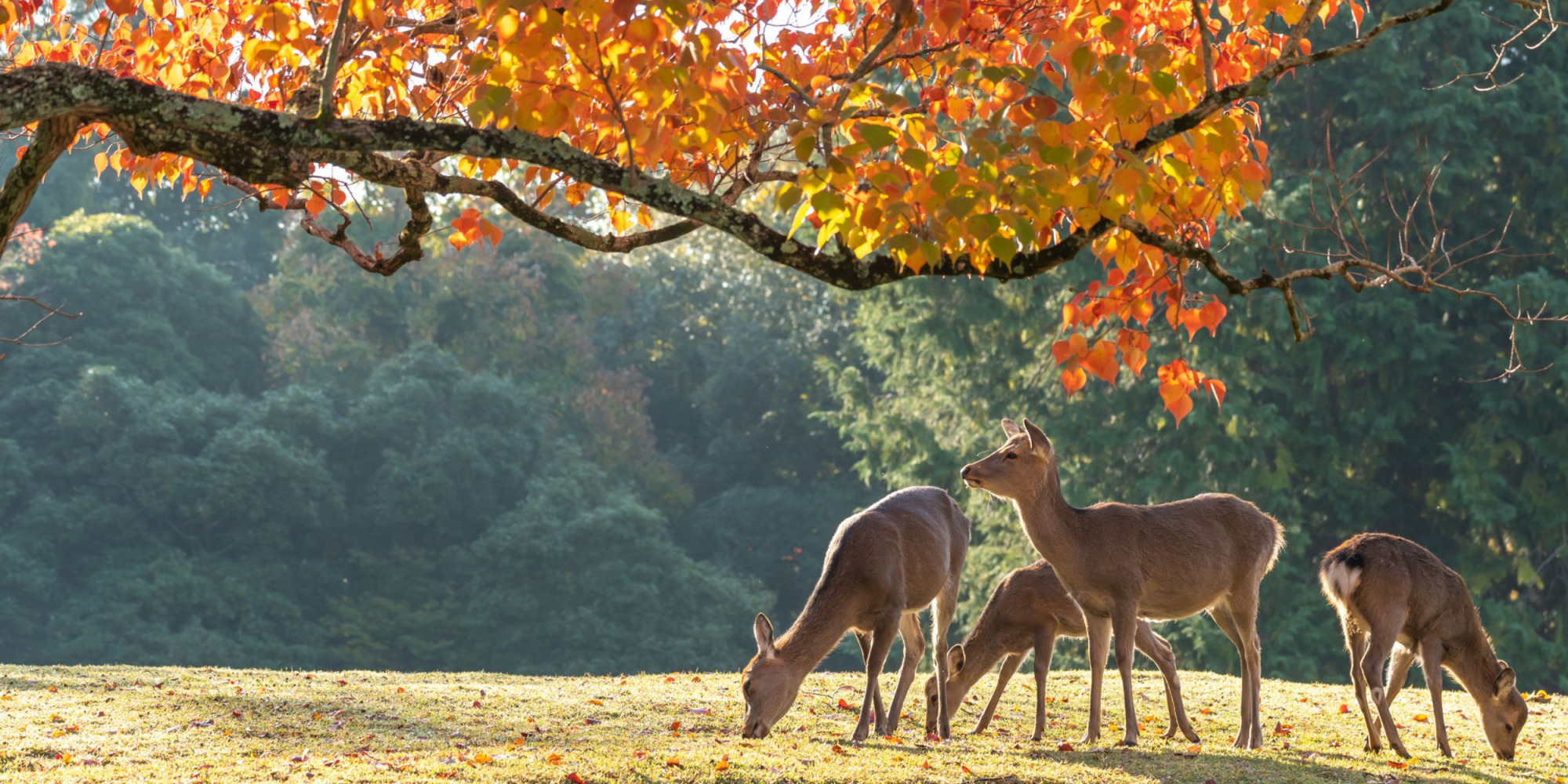Why are there deer in Nara Park? This feature looks at how to interact with them, etiquette for tourists, and the historical background.