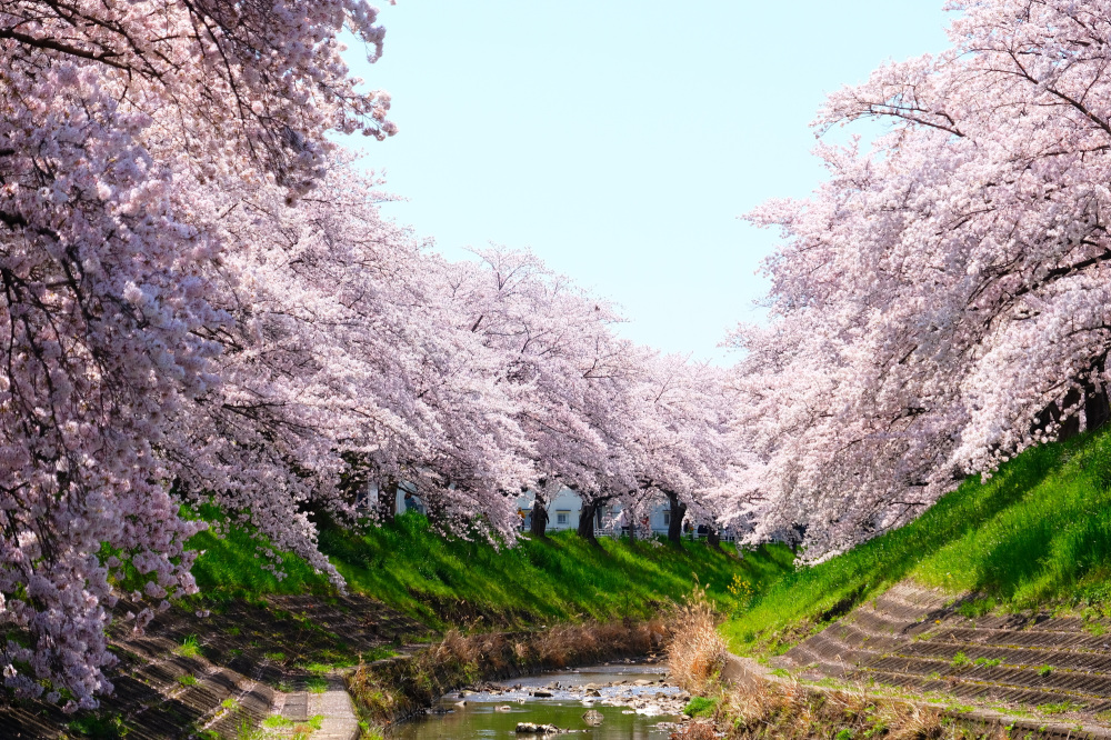 The Four Seasons in Nara