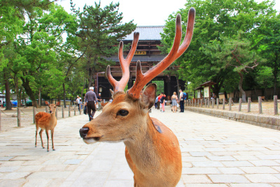 Why are there deer in Nara Park? Learn how to interact with them, tourist etiquette, and historical background.