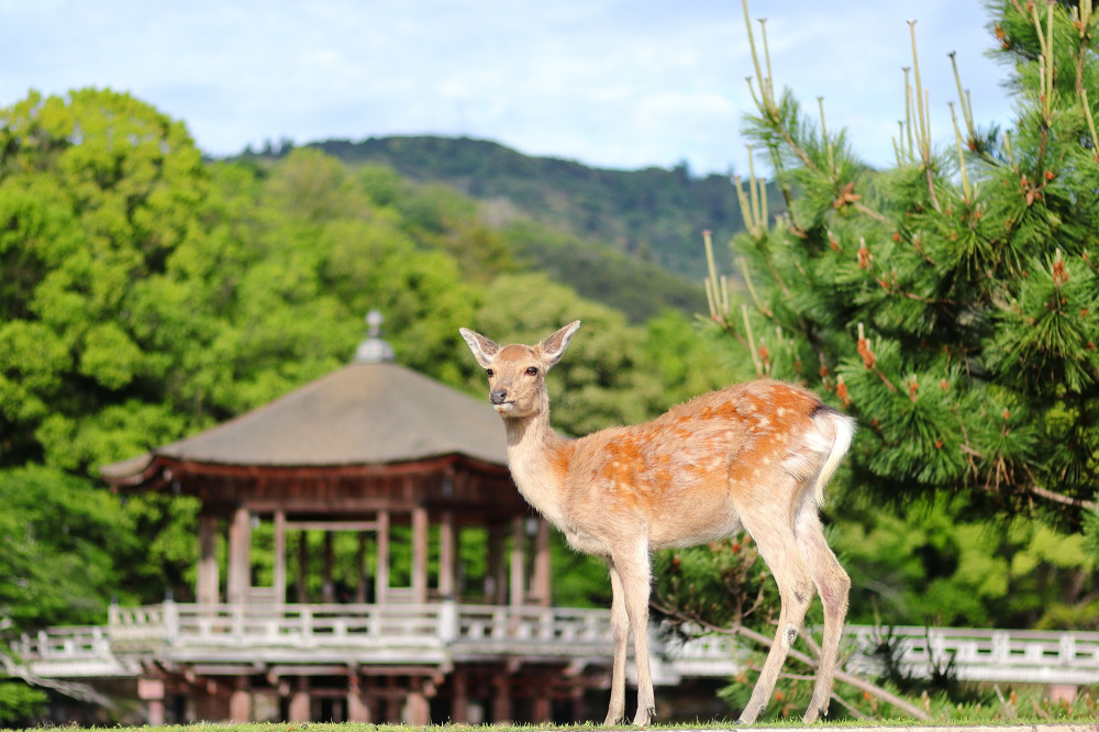 Find out all about the attractions of Nara Park, from recommended ways to go around it, to the gourmet highlights and accommodations nearby.