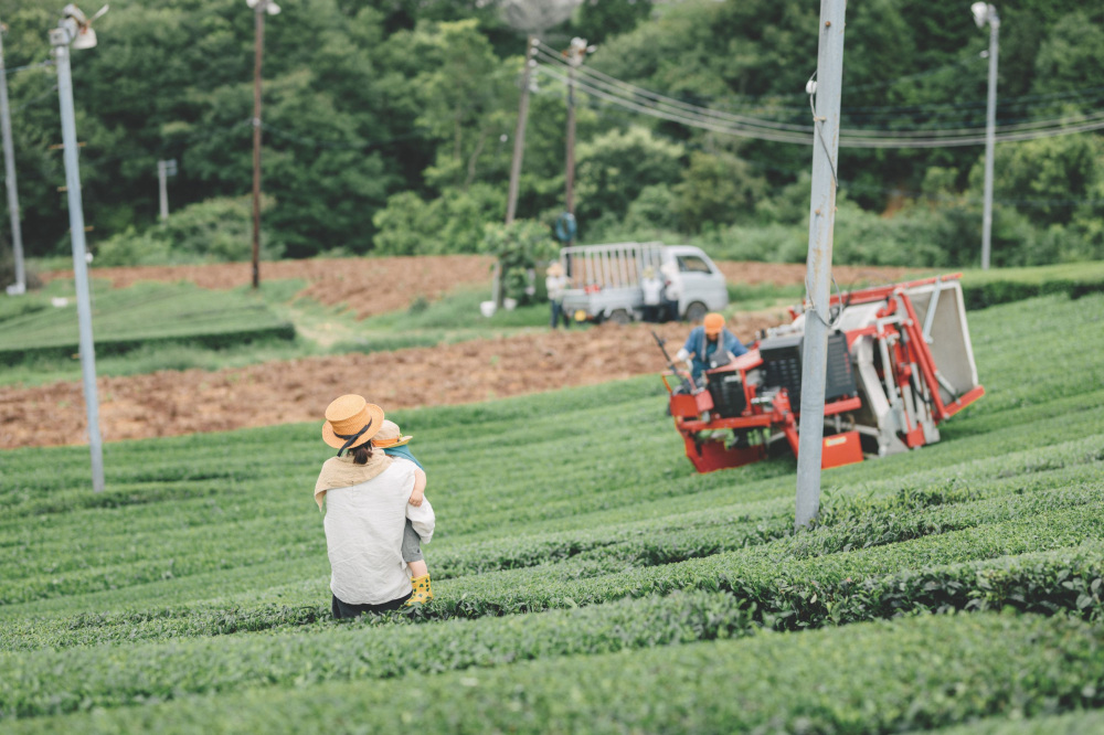 大和茶の産地へ