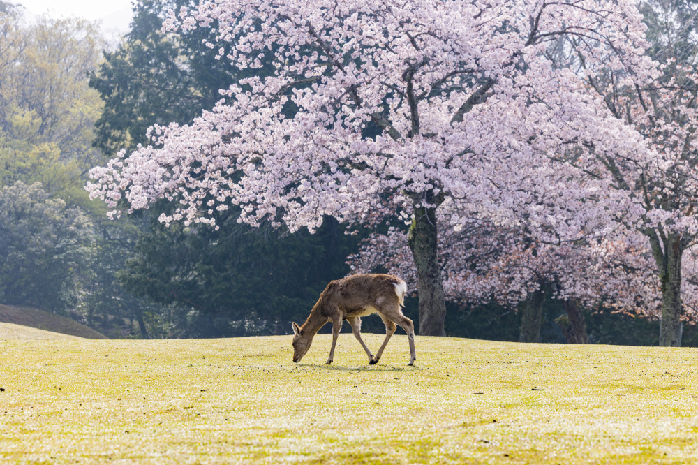 Recommended Cherry Blossom Spots in Nara City