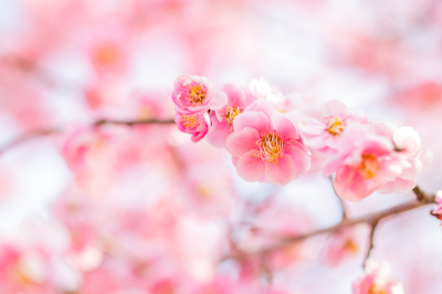 Plum Blossom Blooming Information in Nara – 2026