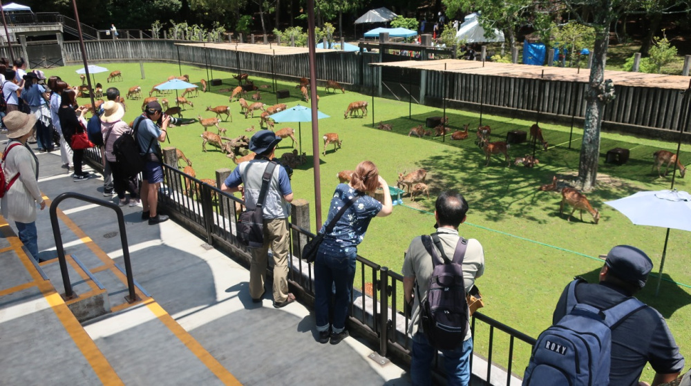 写真提供=一般財団法人奈良の鹿愛護会