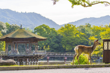 Itinerary for 2 days and 1 night from Hōryūji to Nara Park to feel the history of Asuka and Nara Periods.