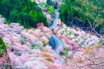 Perfect for spring drive & World Heritage fans! Itineraries to Enjoy World Heritage Sites in Nara Prefecture, Visiting Mt. Yoshino and Cultural Properties of Ancient Nara