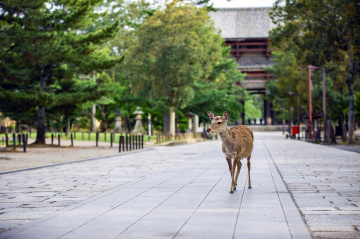 Walking around World Heritage Sites in Nara to Fully Enjoy Its Attractive Features