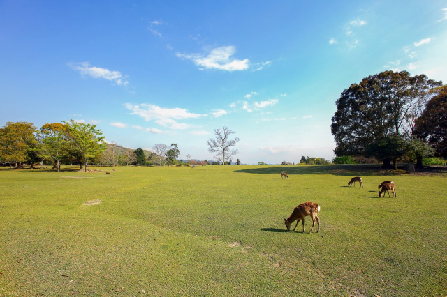 Tobihino (on the grounds of Kasugataisha Shrine)