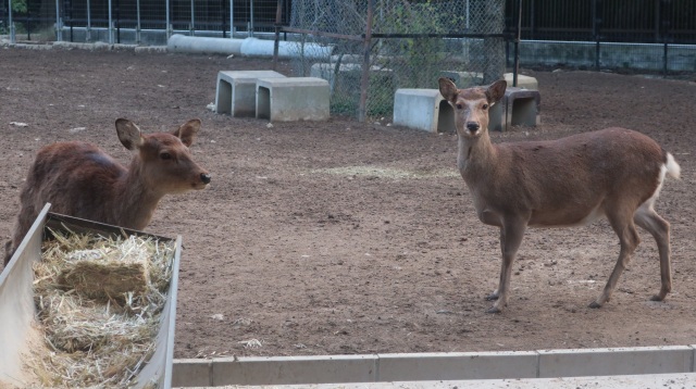 Rokuen(The deer garden)