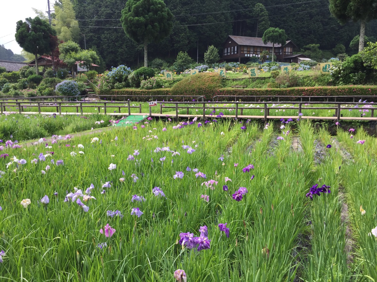 柳生花菖蒲園