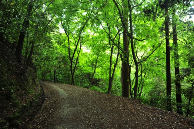 Mount Kasuga Primeval Forest