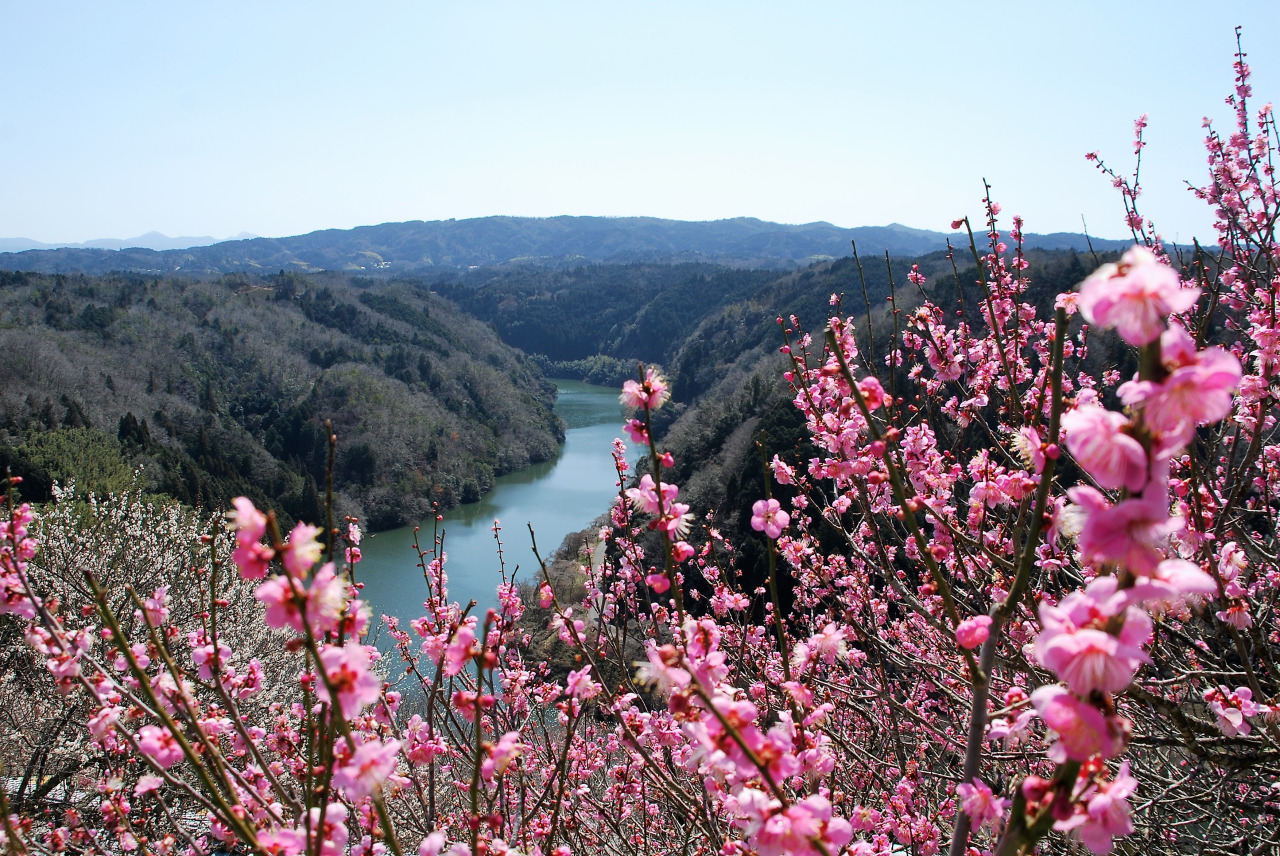名勝 月ヶ瀬梅林