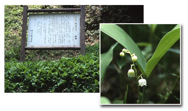 吐山スズラン群落