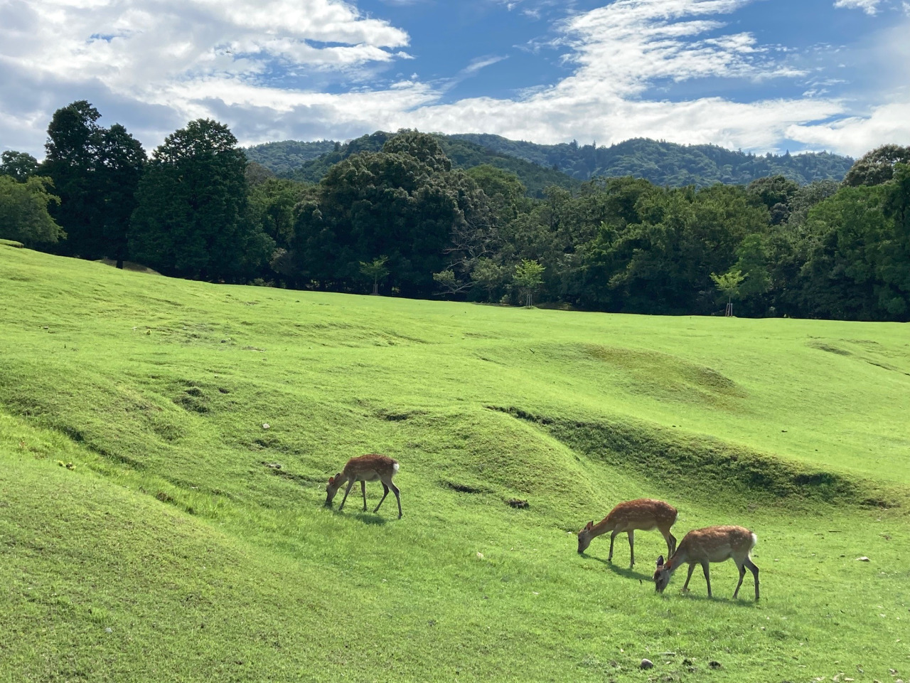 飛火野