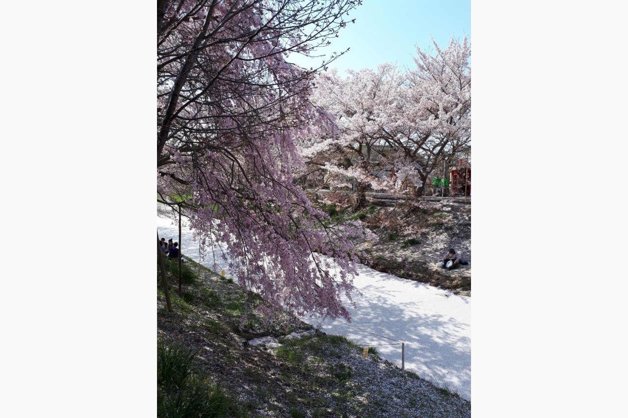 川路桜を楽しむ。第30回佐保川・川路桜祭り/下長慶橋~JR佐保川鉄橋間の佐保川