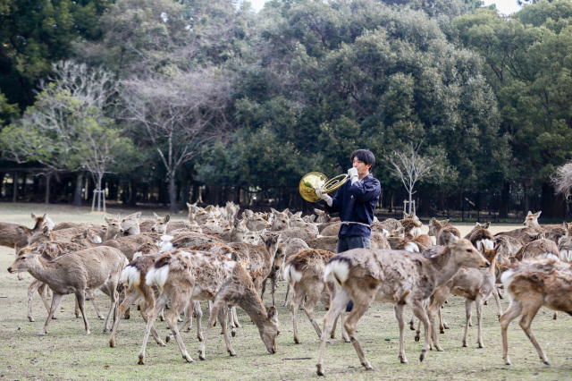 Shika Yose (Deer Gathering) of winter