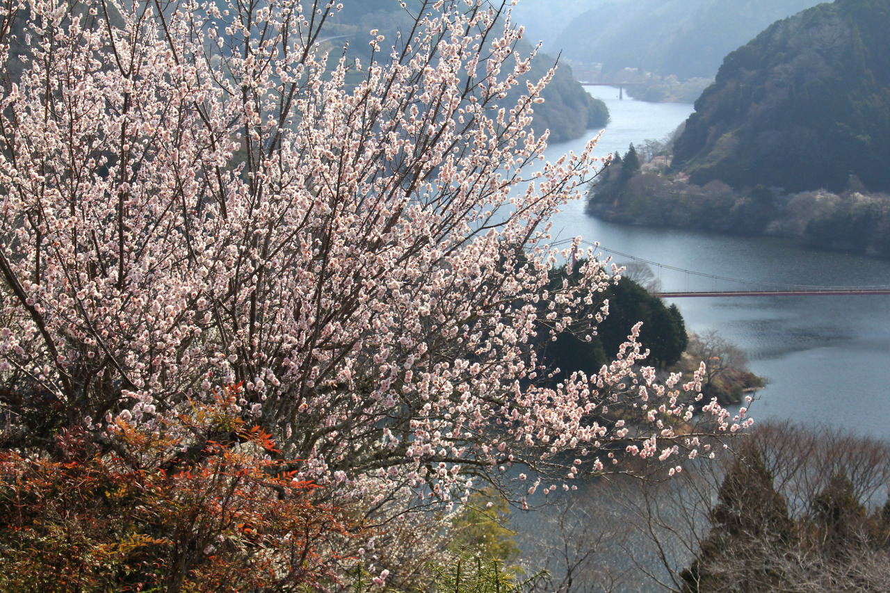 月ヶ瀬梅渓梅まつり/月ヶ瀬各所