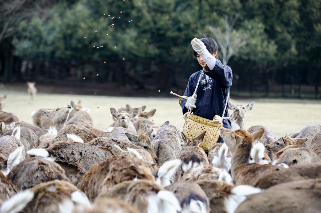 Shika Yose (Deer Gathering) of spring