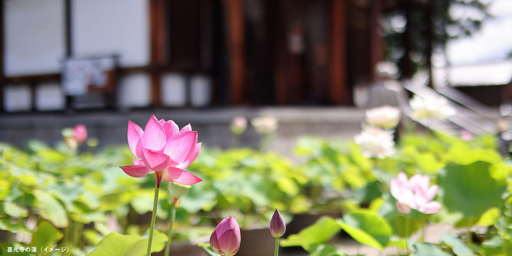 蓮の花を見に行こう!奈良・西ノ京ロータスロード2026